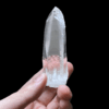 Colombian Lemurian - COLM2 2