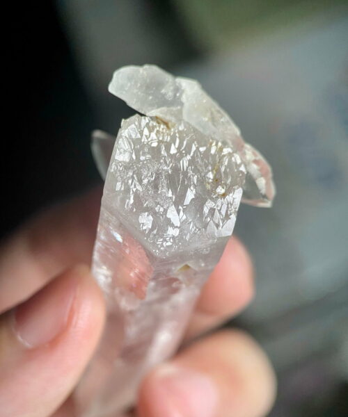 Colombian Lemurian COLM41 1