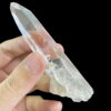 Colombian Lemurian COLM9 1