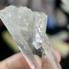 Colombian Lemurian COLM9 3