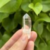 COLM22 Colombian Lemurian outdoor