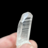 Colombian Lemurian COLM22 3