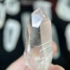Colombian Lemurian COLM23 2