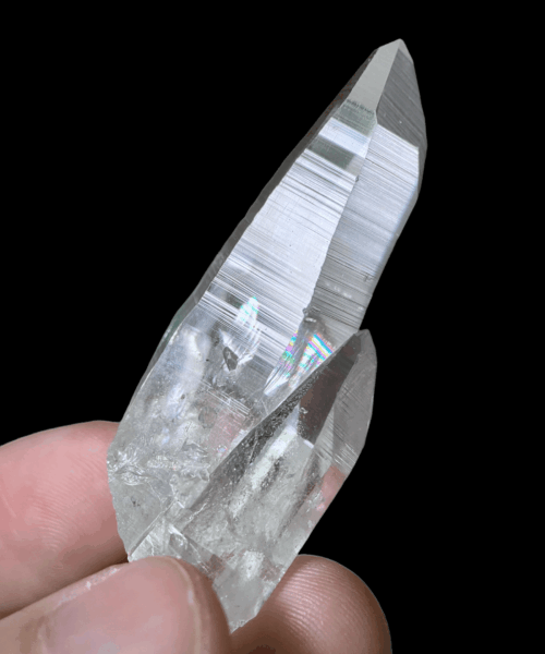 Colombian Lemurian COLM24 1