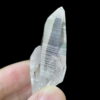Colombian Lemurian COLM24 2
