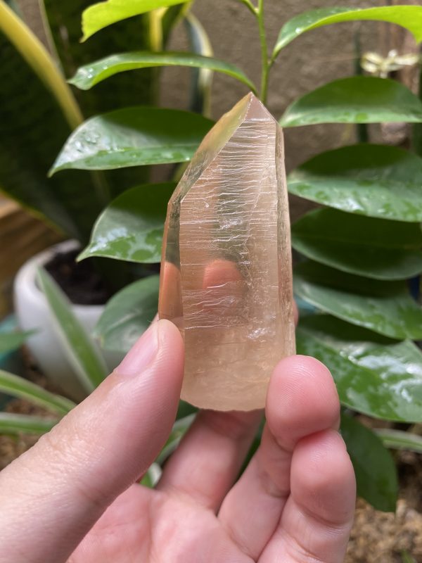 Tangerine Lemurian Seed với Starbarry và Glyphs trên thân