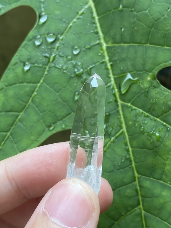 Colombian Lemurian - CLSM1 main