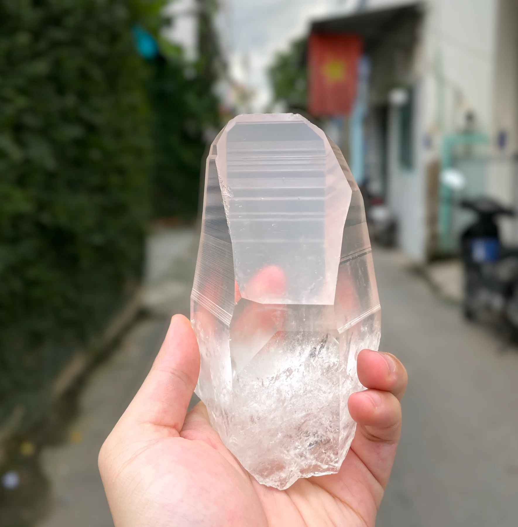 Nhận biết Brazilian Lemurian 2