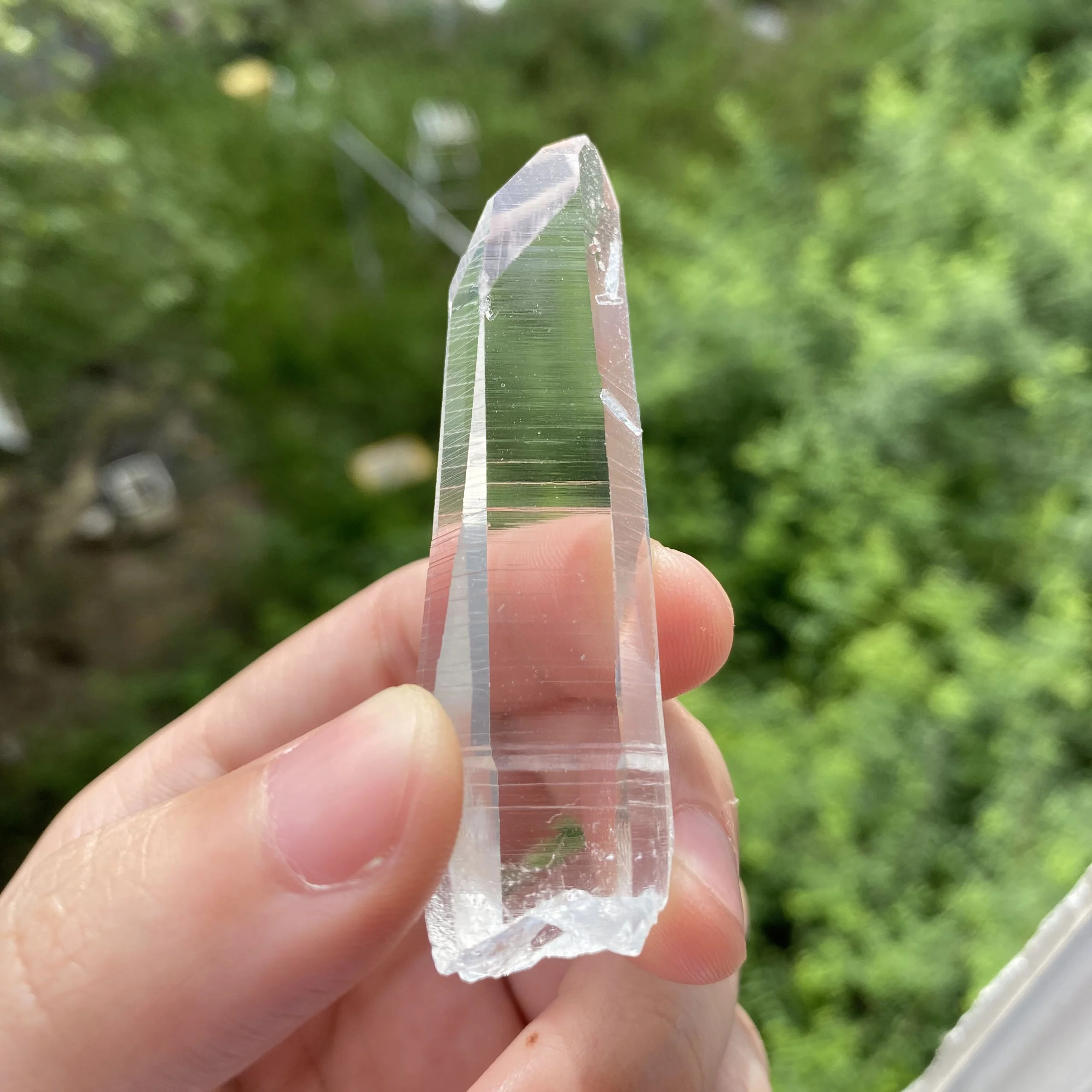 Nhận biết Colombian Lemurian