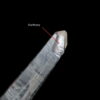 Lemurian Quartz • Phantom, Self-healed, Starbrary (Colombia) 12.2g - COLM44 5