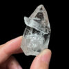 COLM48 Colombian Lemurian 1
