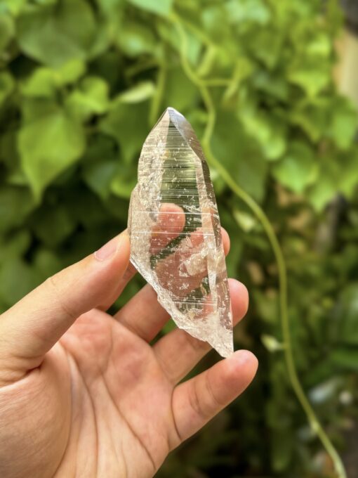 Colombian Lemurian COLM3 1