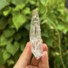 Colombian Lemurian COLM3 2