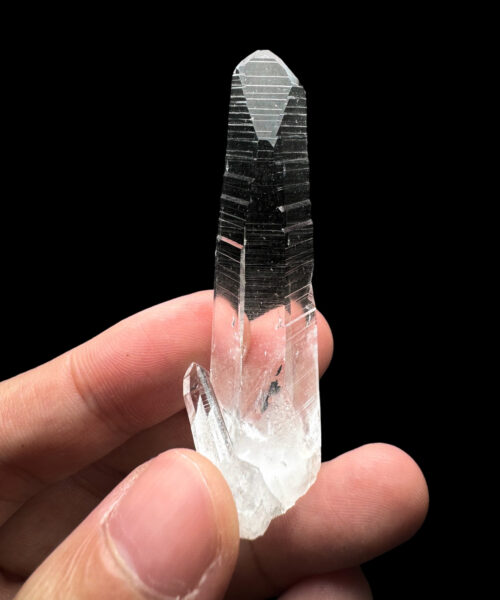 Colombian Lemurian - COLM36 main