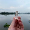 COLM4809 Colombian Lemurian 2