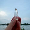 COLM4809 Colombian Lemurian 3