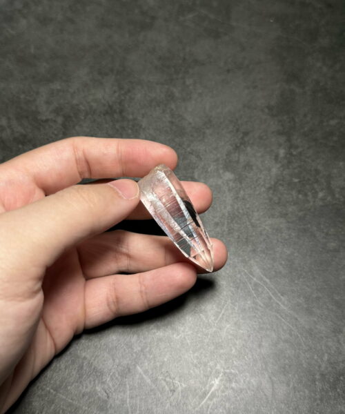 COLM4809 Colombian Lemurian 5