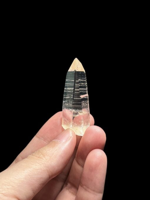 COLM4809 Colombian Lemurian featured