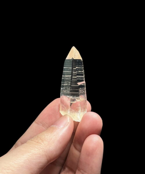COLM4809 Colombian Lemurian featured