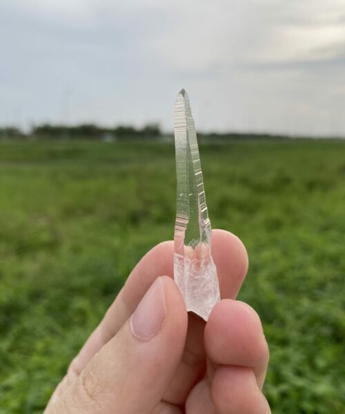 COLM62 Colombian Lemurian 1