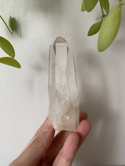 Lemurian Việt Nam 1