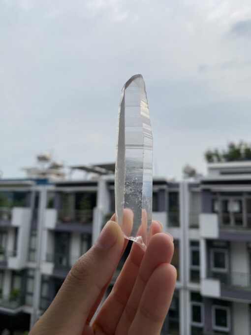 Lemurian Việt Nam 1