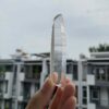 Lemurian Việt Nam 1