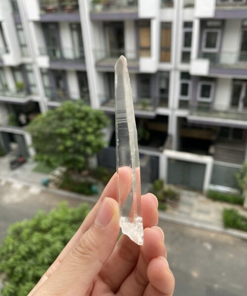 Lemurian Việt Nam 2