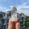 Lemurian Việt Nam 5
