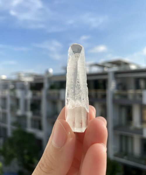 BLM74 Brazilian Lemurian 1