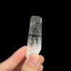 Colombian Lemurian Barnacle - COLM60 5