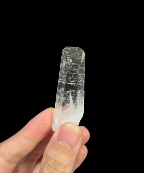 Colombian Lemurian Barnacle - COLM60 5