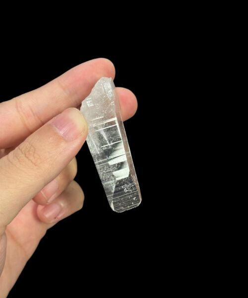 Colombian Lemurian Barnacle - COLM60 6