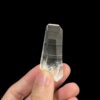 Colombian Lemurian COLM57 1