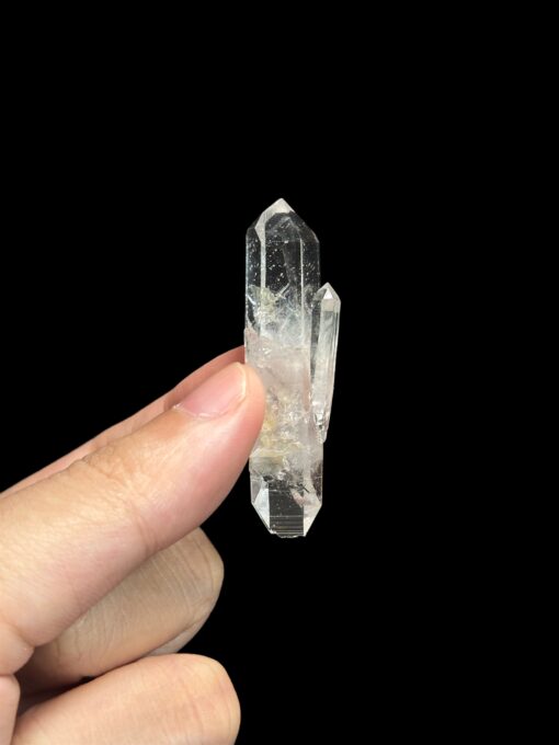 Colombian Lemurian - COLM61