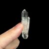 Colombian Lemurian - COLM61