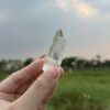 Colombian Lemurian COLM65 - 3