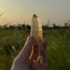 Tangerine Lemurian BTLM2501 - 5