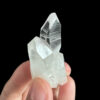 COLM55 colombian lemurian 1