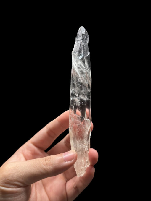 BLM4601 Brazilian Lemurian - 1