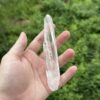 BLM4602 Brazilian Lemurian 6
