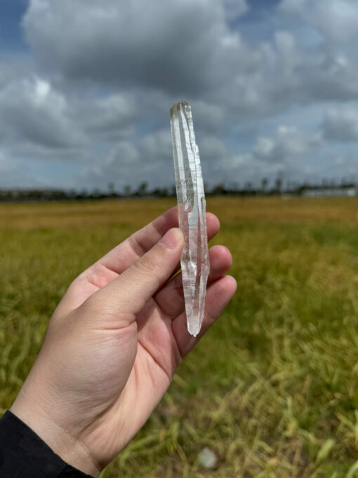 BLM5104 Brazilian Lemurian 1