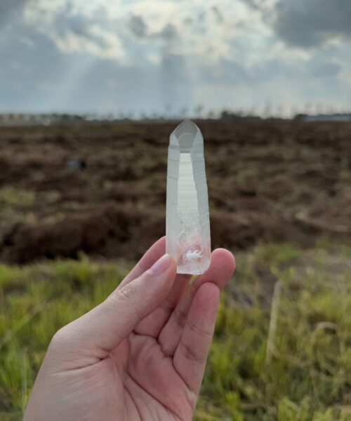 BLM5106 Brazilian Lemurian 1