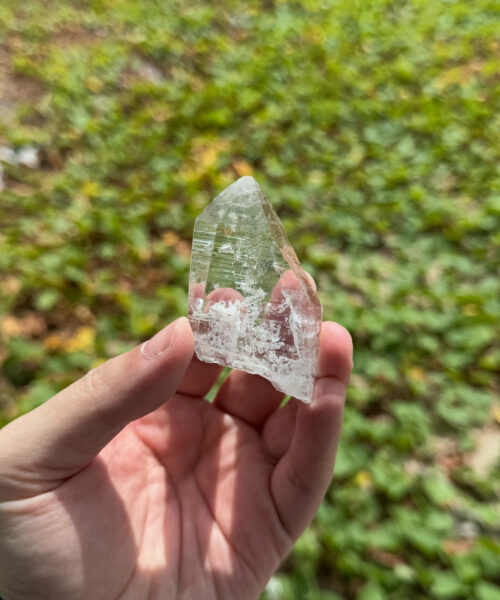 COLM2051 Colombian Lemurian 1