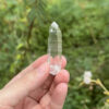 COLM2504 Colombian Lemurian 1