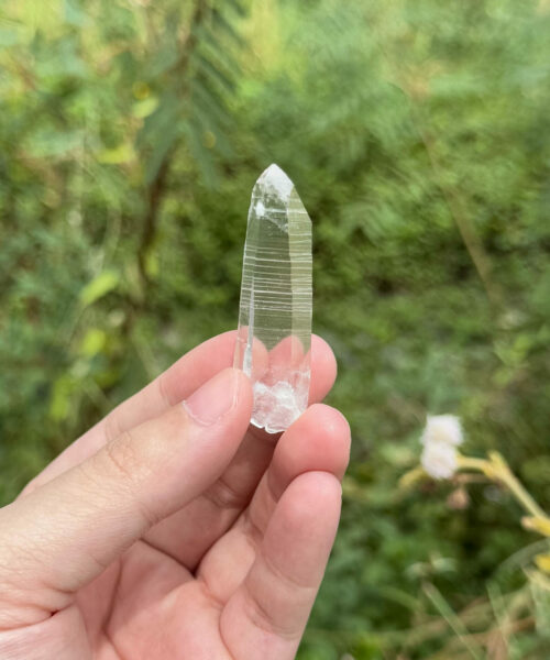 COLM2504 Colombian Lemurian 1