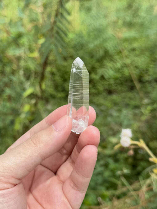 COLM2504 Colombian Lemurian 1