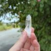 COLM2505 Colombian Lemurian 1
