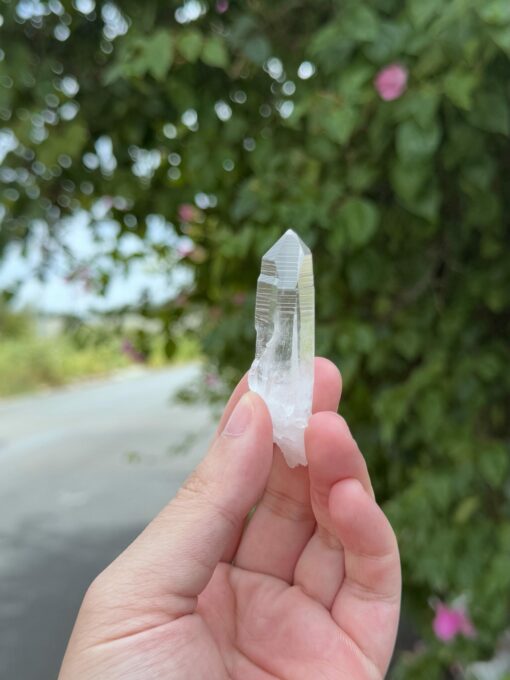 COLM2505 Colombian Lemurian 1