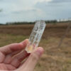 COLM1104 Colombian Lemurian 2
